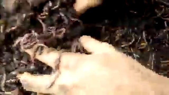 Lombricompost con alta densidad de lombrices Eisenia andrei y Eisenia foetida. смотреть онлайн