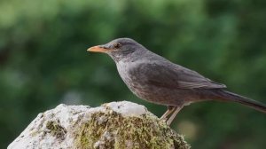 Qushlarning sayrashi