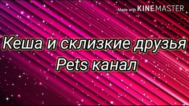 Переселяем суббулин к ахатине