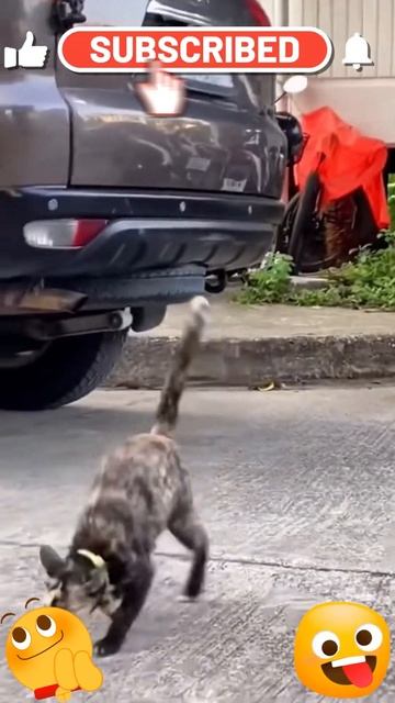 Try Not To Laugh ... Best funny cat videos 2023 смотреть онлайн