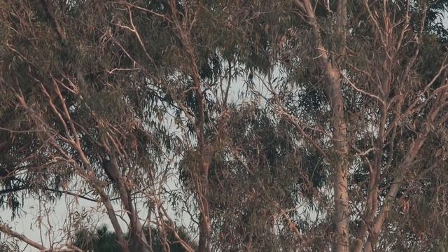 Great Cormorant, Баклан Большой, Ευρωπαϊκός Κορμοράνος, Phalacrocorax carbo смотреть онлайн