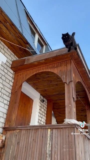 кот белка летяга!!! смотреть онлайн