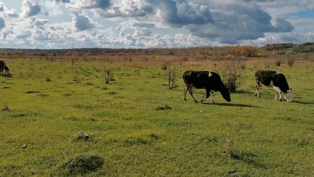 Холода отступили, снова пасем коров. смотреть онлайн