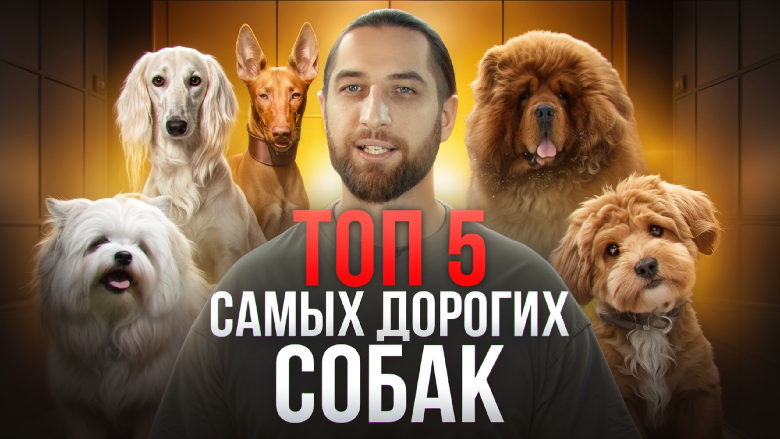 САМЫЕ ДОРОГИЕ СОБАКИ В МИРЕ (САЛЮКИ, МАЛЬТИПУ, МАСТИФ, ЛЕВХЕН, ФАРАОНОВА СОБАКА) смотреть онлайн