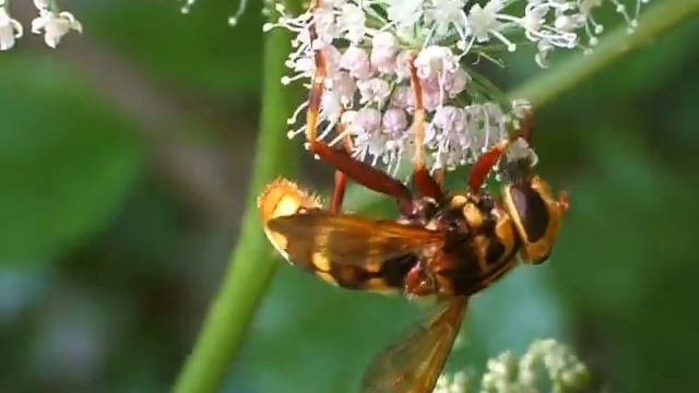 Milesia crabroniformis смотреть онлайн