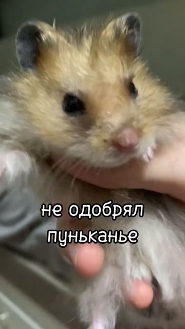 Милый носик!🩷 #хомяк #питомцы смотреть онлайн