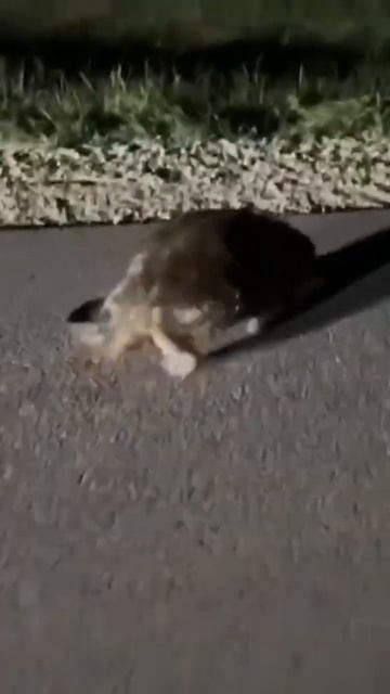 Бобр Курва смотреть онлайн