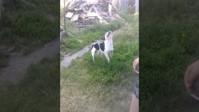 Ловля мошек смотреть онлайн