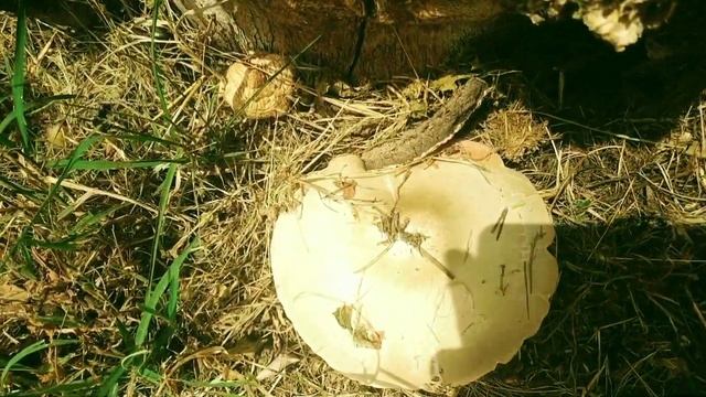 ГРИБ 🍄 испугался ЖАРЫ (+32 ) и вырос, פטריה смотреть онлайн