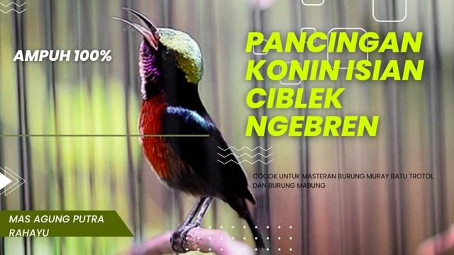 PANCINGAN KONIN ISIAN CIBLEK NGEBREN AK47 смотреть онлайн