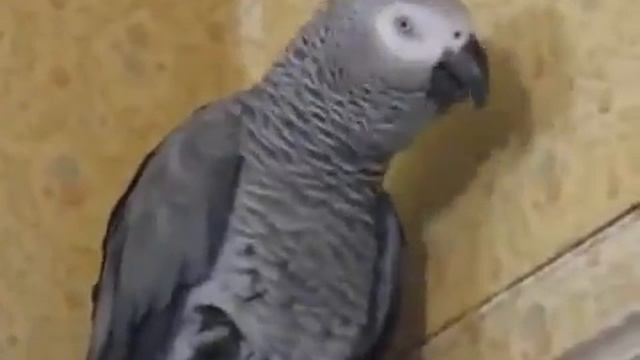 РАЗГОВОР ПОПУГАЯ СМЕХ РЖАКА смотреть онлайн