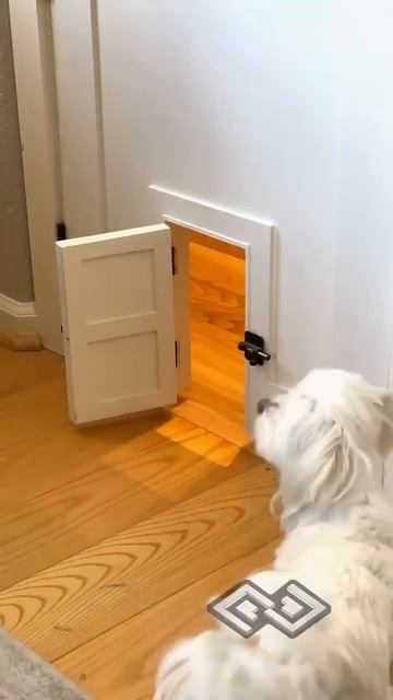 The Lego room doggie door because it’s fun and cute 😉#cute #cuteanimals #customdoor #พี่นนท์ смотреть онлайн
