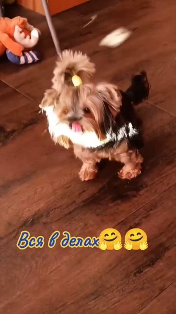 #любовь #рекомендации #dog #настроение #юмор #доброеутро #работа #завод #дела смотреть онлайн