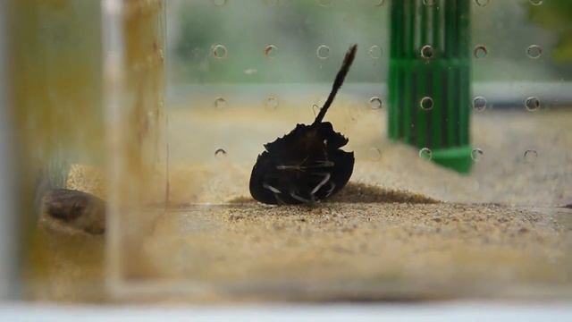 Horseshoe crab @ HK Wetland Park смотреть онлайн