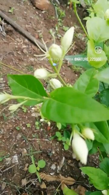 you accidentally open my camera roll🌈🖼️ смотреть онлайн