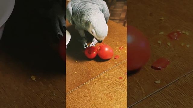 Хозяюшка моя. жако- Женя. смотреть онлайн