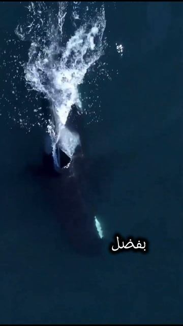 ملك البحار الحوت القاتل الاوركا جزء2 #animals #animalshorts #shorts #short #ocean #حيوانات #orca смотреть онлайн