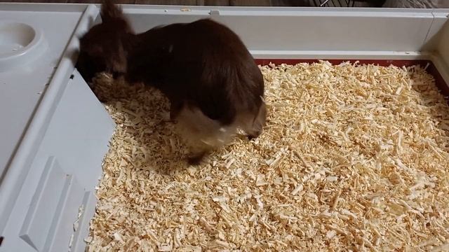 Марсель решил,что он морская свинка 🤣🐾❤️🐾 смотреть онлайн