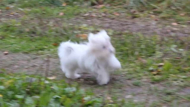 MVI 1979 смотреть онлайн