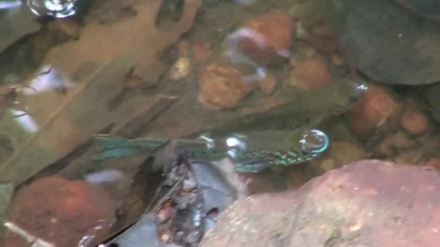 Biotope ADL 13-39 - Fundulopanchax sjoestedti смотреть онлайн