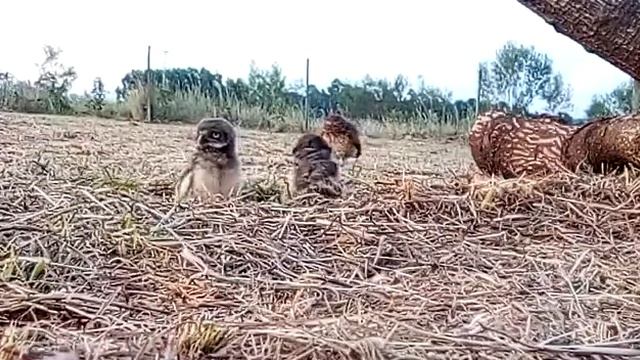 Lechuzas смотреть онлайн