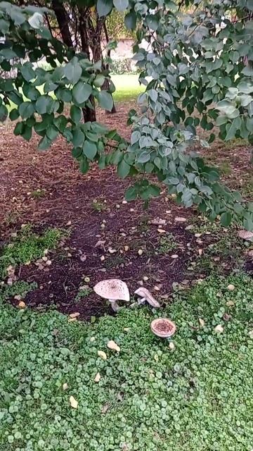 Мухоморы.🍄🍄🍄. 6.08.2022. Иркутск. смотреть онлайн