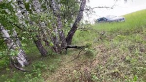 Появились грибы в сибири 21.06.2024\подосиновки\ТСЖ\подберезовики\сбор грибов 2024