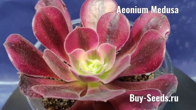Aeonium Medusa