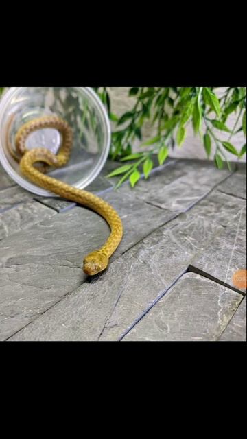 cat eyed snak 👀🐈🐍 #snak смотреть онлайн