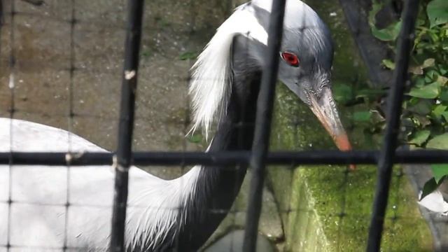 アネハヅル смотреть онлайн