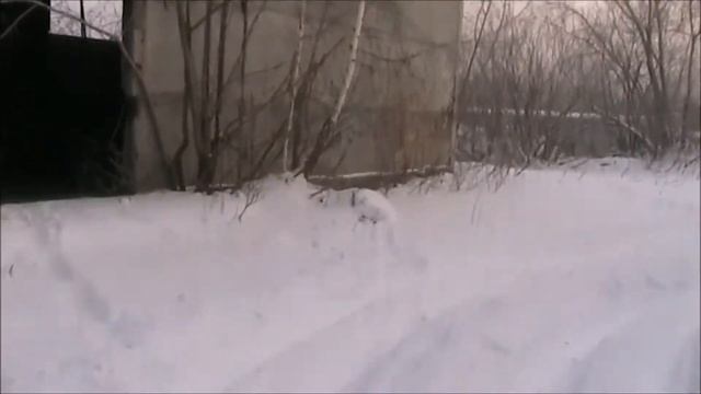 Сталк. Завод по производству пороха. Кемерово. смотреть онлайн