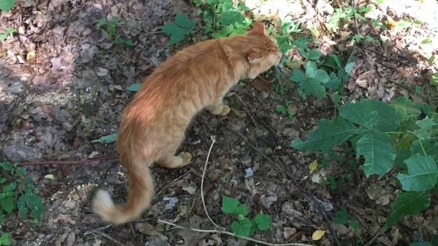 Hanging out with Cinnabon in the woods after work смотреть онлайн