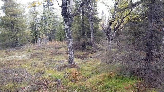 Осенняя прогулка по лесу смотреть онлайн