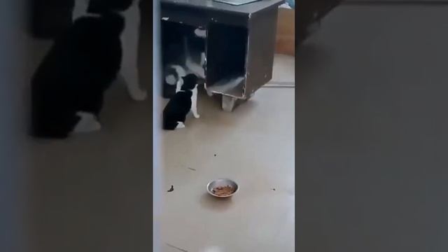 "Crazy Cat Antics: The Best of Cat Comedy!" #1 смотреть онлайн