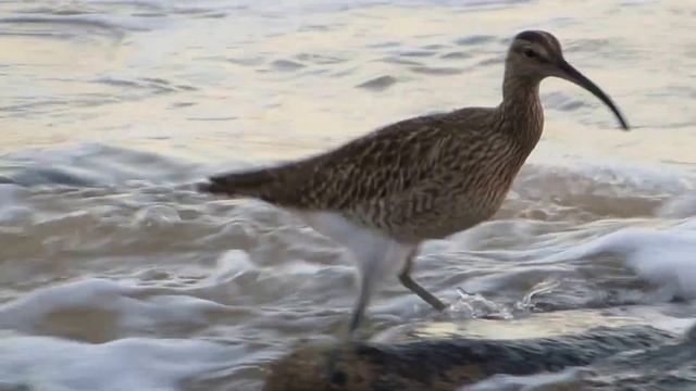 Regenwulp - Whimbrel - Courlis Corlieu - Numenius phaeopus смотреть онлайн