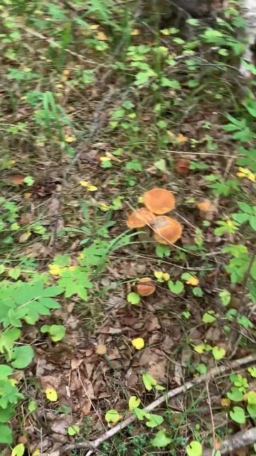 Охота за камчатскими белыми грибами в 2022 году. Продолжение