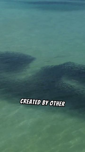 3 Mind-Blowing Facts About Sharks You Need to Know! 🦈✨ #shorts смотреть онлайн