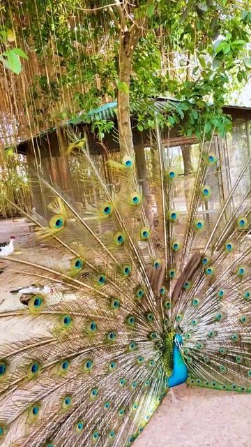 Incredible peacock dance #shorts #video #videos #shorts #shortvideo #shortsvideo #reels смотреть онлайн