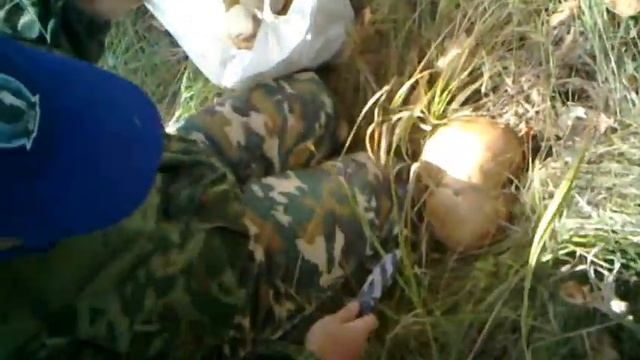 сбор грибов 15.09.2012
