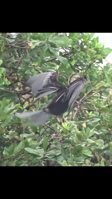 Birdwatching - anhinga snake bird смотреть онлайн