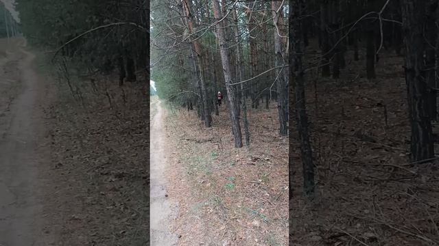 Поход за маслятами смотреть онлайн
