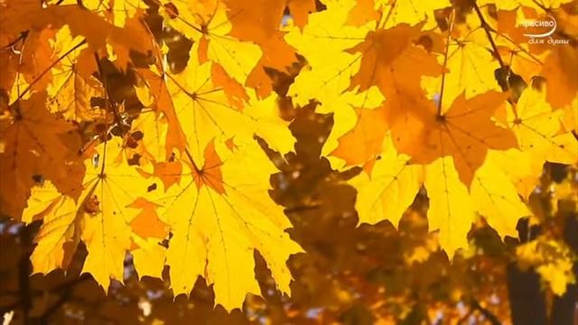 Золотые мысли для тех, кто умеет слышать... смотреть онлайн