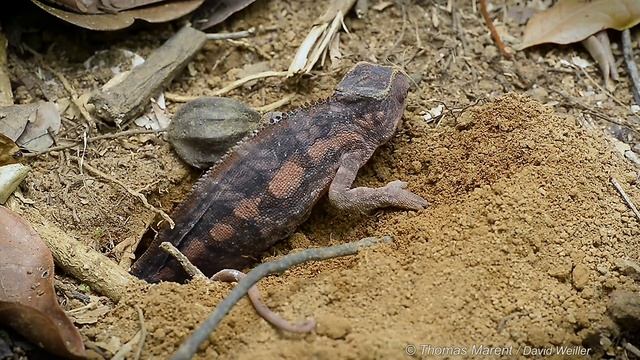 Have You Ever Seen a Chameleon Laying Eggs? - Video by Thomas Marent смотреть онлайн