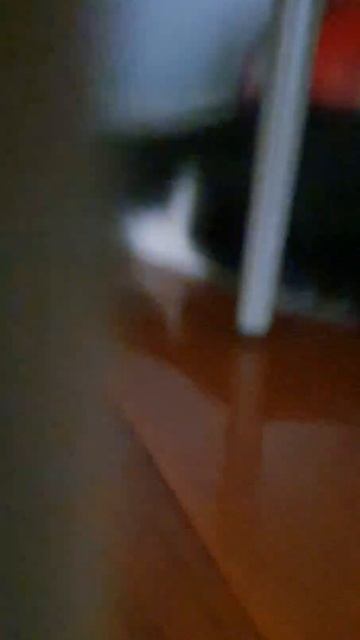Funny cat Ula 43 смотреть онлайн