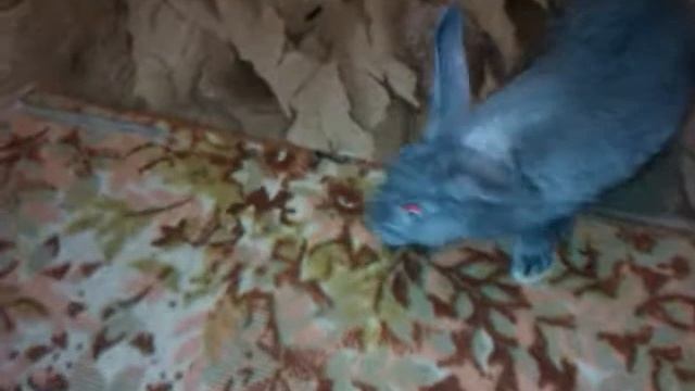 Кролики смотреть онлайн