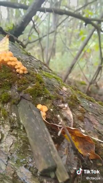 #гриб зимний #опёнок #фламмулина #shorts смотреть онлайн