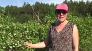 Как опыляется голубика