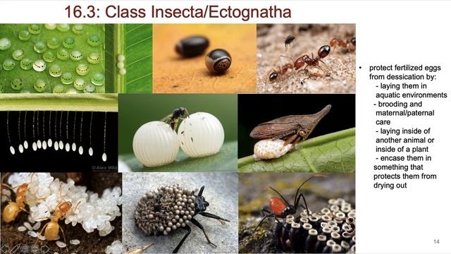 BL 252: Video 5: CH 16: Phylum Arthropoda - Part III: Subphylum Hexapoda смотреть онлайн