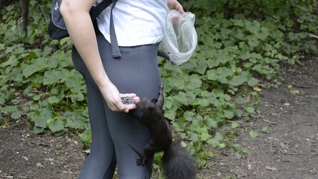Белочка смотреть онлайн