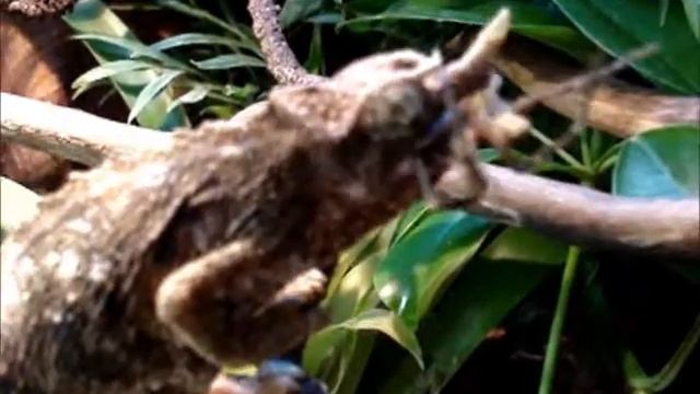 Hembra Trioceros Jacksonii Willengensis cazando una araña смотреть онлайн